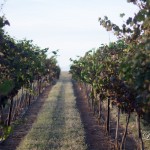 Row of grapes at Lightning Ridge