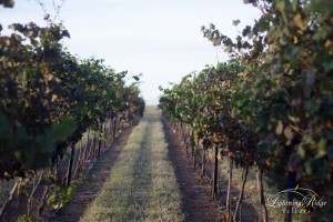 Row of grapes at Lightning Ridge